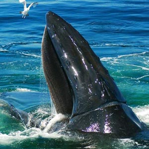 A whale in the ocean