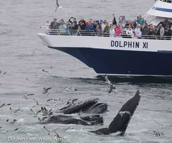 Boat of people watching a whale surface